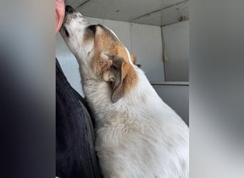 Notfall Romeo sucht seine Happy-End-Lovestory