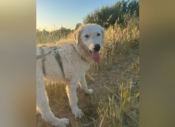 Taco: Traumhund ohne Wenn und Aber