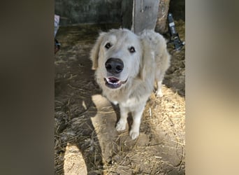 Aaron: erst Züchter, dann an die Kette