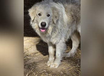 Aaron: erst Züchter, dann an die Kette