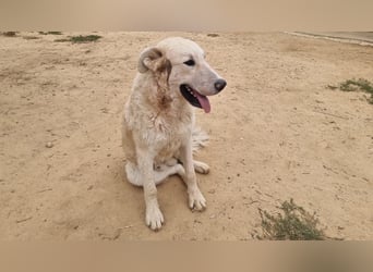 Der Sanfte Paul sucht sein Zuhause