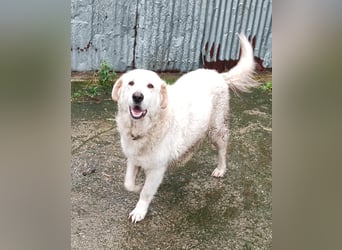 Jan - der Riese mit dem sanften Blick