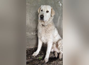 Jan - der Riese mit dem sanften Blick