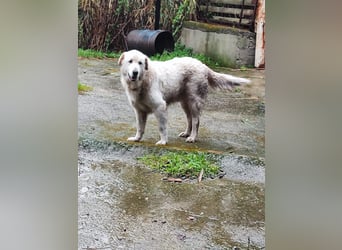 Jan - der Riese mit dem sanften Blick