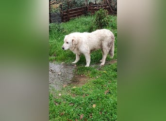 Jan - der Riese mit dem sanften Blick