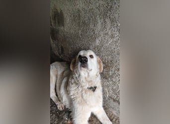 Jan - der Riese mit dem sanften Blick