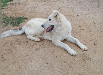 Der Sanfte Paul sucht sein Zuhause