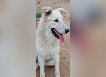 Der Sanfte Paul sucht sein Zuhause