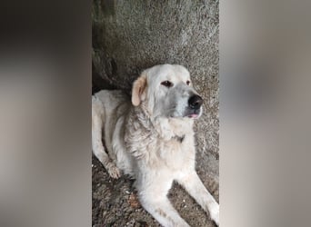 Jan - der Riese mit dem sanften Blick