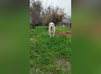 Jan - der Riese mit dem sanften Blick