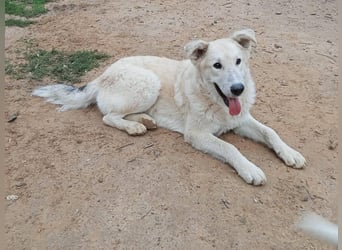 Der Sanfte Paul sucht sein Zuhause