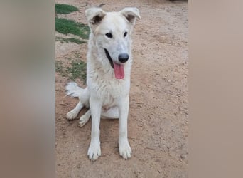 Der Sanfte Paul sucht sein Zuhause