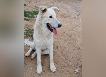 Der Sanfte Paul sucht sein Zuhause