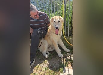 Tito: sanfter Rüde mit Goldlöckchen
