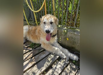 Tito: sanfter Rüde mit Goldlöckchen
