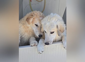 Tito: sanfter Rüde mit Goldlöckchen