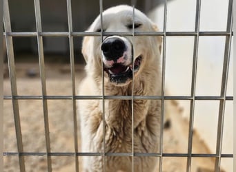 Carletta - wunderschöne Herdenschützerin