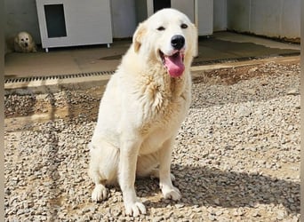 Carletta - wunderschöne Herdenschützerin