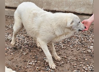 Brunello - wieder ein entsorgter Maremmano