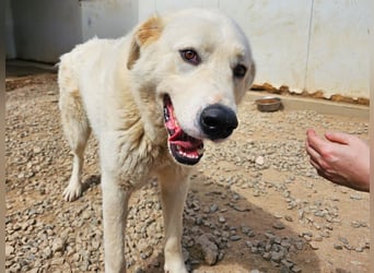 Carletta - wunderschöne Herdenschützerin