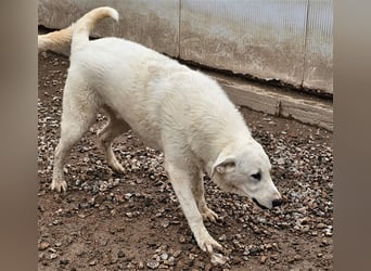 Brunello - wieder ein entsorgter Maremmano