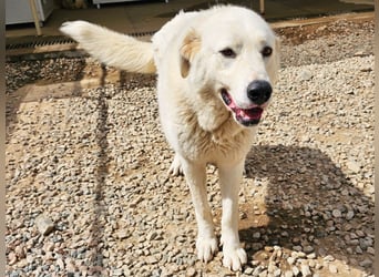 Carletta - wunderschöne Herdenschützerin
