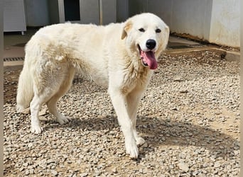 Carletta - wunderschöne Herdenschützerin