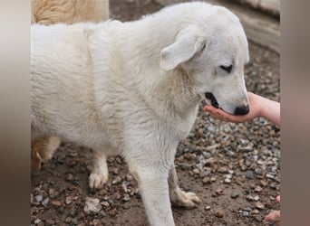 Brunello - wieder ein entsorgter Maremmano
