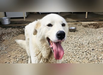 Carletta - wunderschöne Herdenschützerin