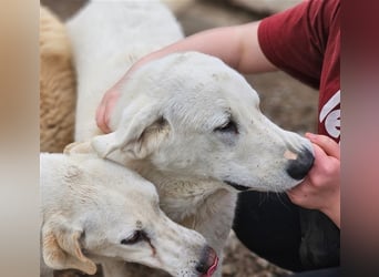 Brunello - wieder ein entsorgter Maremmano
