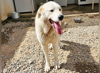 Carletta - wunderschöne Herdenschützerin