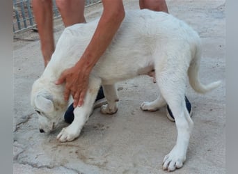 Brunello - wieder ein entsorgter Maremmano