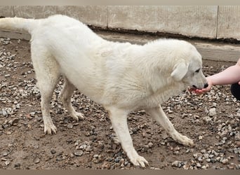 Brunello - wieder ein entsorgter Maremmano