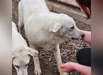Brunello - wieder ein entsorgter Maremmano