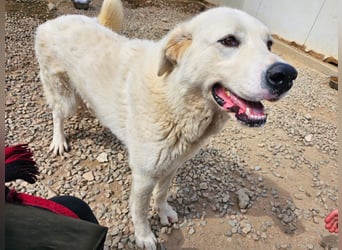 Carletta - wunderschöne Herdenschützerin