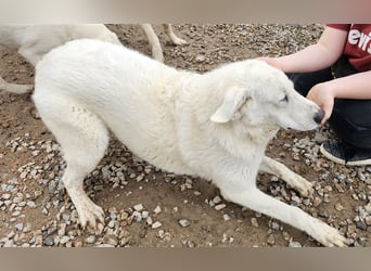 Brunello - wieder ein entsorgter Maremmano