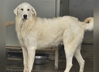 Brunello - wieder ein entsorgter Maremmano