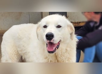 Carletta - wunderschöne Herdenschützerin