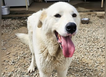 Carletta - wunderschöne Herdenschützerin