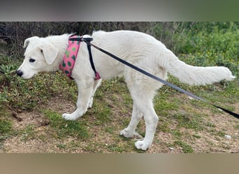 Carletta - wunderschöne Herdenschützerin