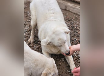 Brunello - wieder ein entsorgter Maremmano