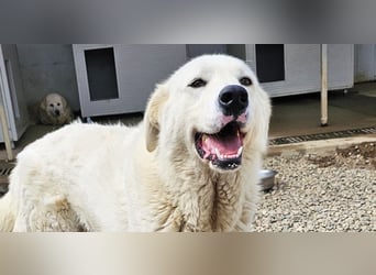 Carletta - wunderschöne Herdenschützerin