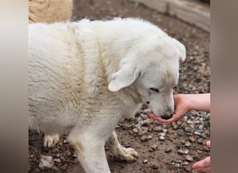 Brunello - wieder ein entsorgter Maremmano