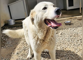 Carletta - wunderschöne Herdenschützerin