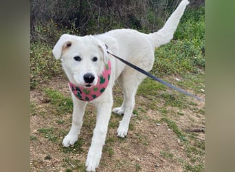 Carletta - wunderschöne Herdenschützerin