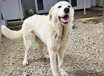 Carletta - wunderschöne Herdenschützerin