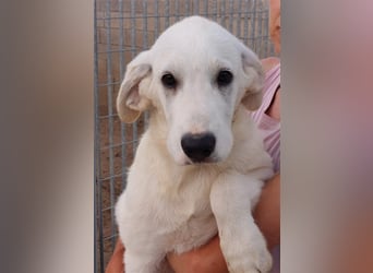 Brunello - wieder ein entsorgter Maremmano