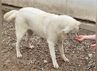 Brunello - wieder ein entsorgter Maremmano