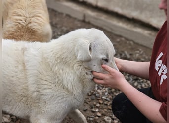 Brunello - wieder ein entsorgter Maremmano