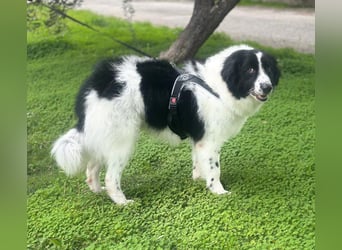 Sofia